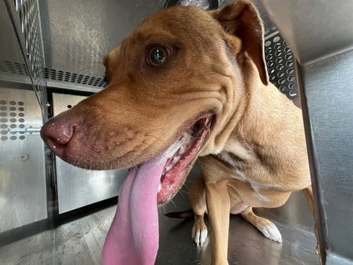 Photo of Maple, adoptable Pit Bull Terrier in Oklahoma City, Oklahoma
