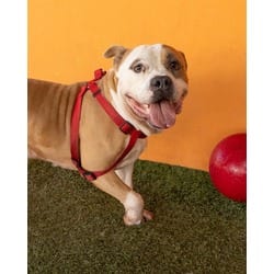 Photo of Scrappy, adoptable American Bulldog in Doral, Florida