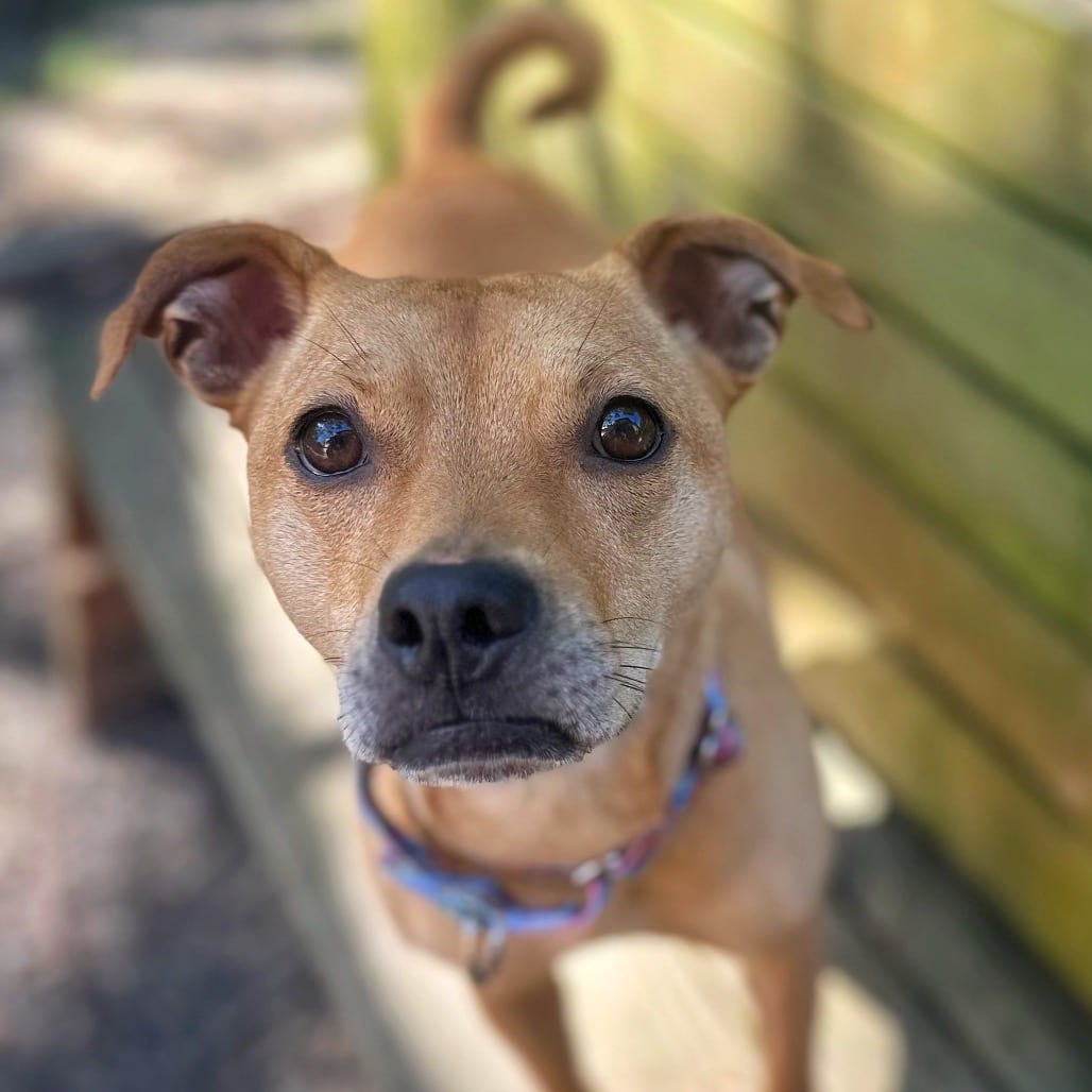 Photo of Halsey, adoptable Mixed Breed (Small) in Fredericksburg, Virginia