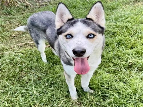 Photo of Mia, adoptable Siberian Husky in Houston, Texas