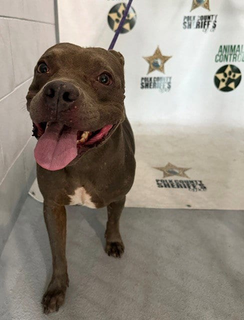 Photo of May, adoptable Bulldog in Winter Haven, Florida