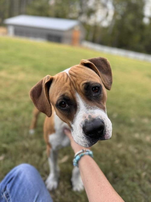 Photo of Winnie (The boxer), adoptable Boxer in Holly Springs, North Carolina