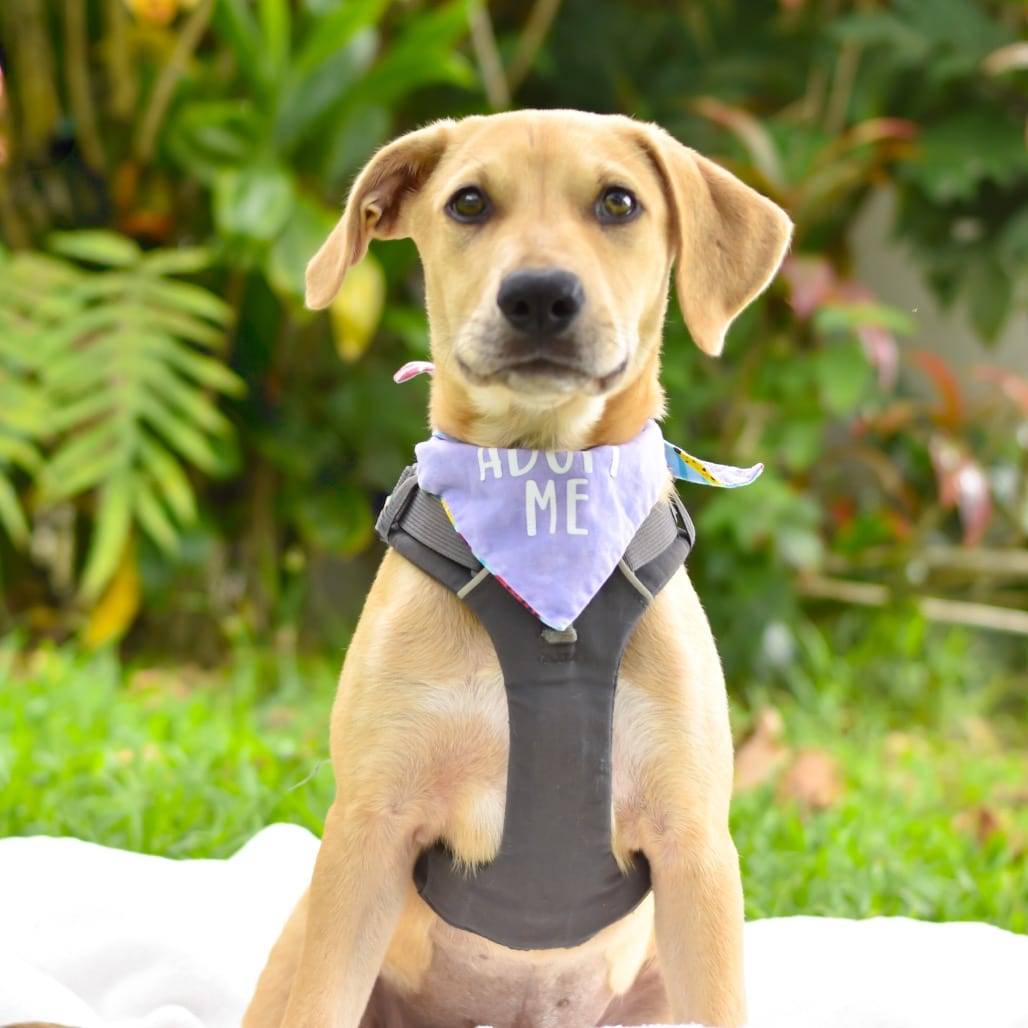 Photo of Syrup, adoptable Mixed Breed (Large)