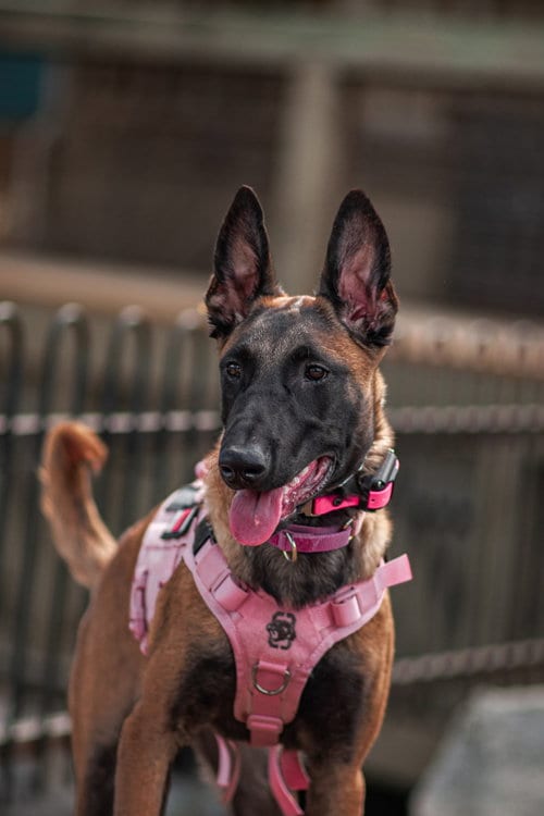 Photo of Gatorade, adoptable Belgian Shepherd Malinois in Sandy, Utah