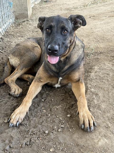 Photo of Kala, adoptable German Shepherd Dog in Riverside, California