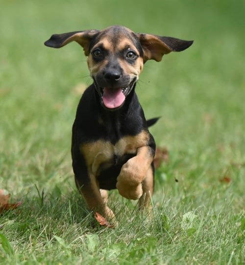 Photo of Lily, adoptable Beagle in Mechanicsburg, Pennsylvania