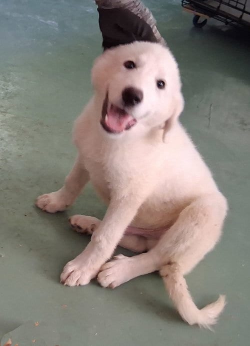 Photo of Albion, adoptable Great Pyrenees in Stockport, Ohio