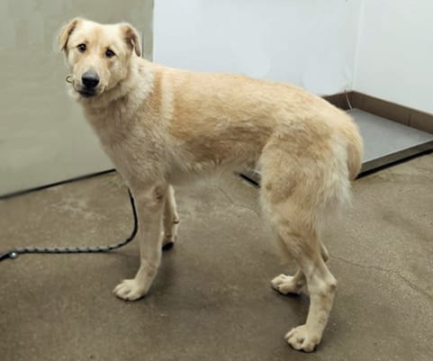 Photo of Fred, adoptable dog