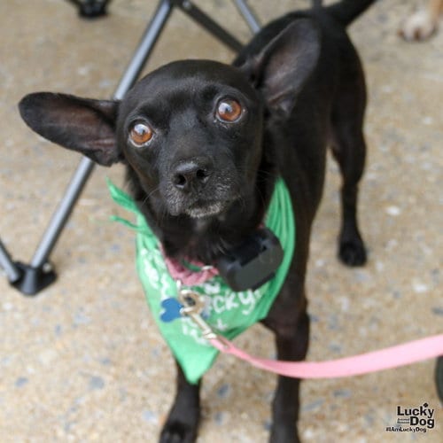 Photo of Sauce, adoptable Chihuahua in Washington, District of Columbia