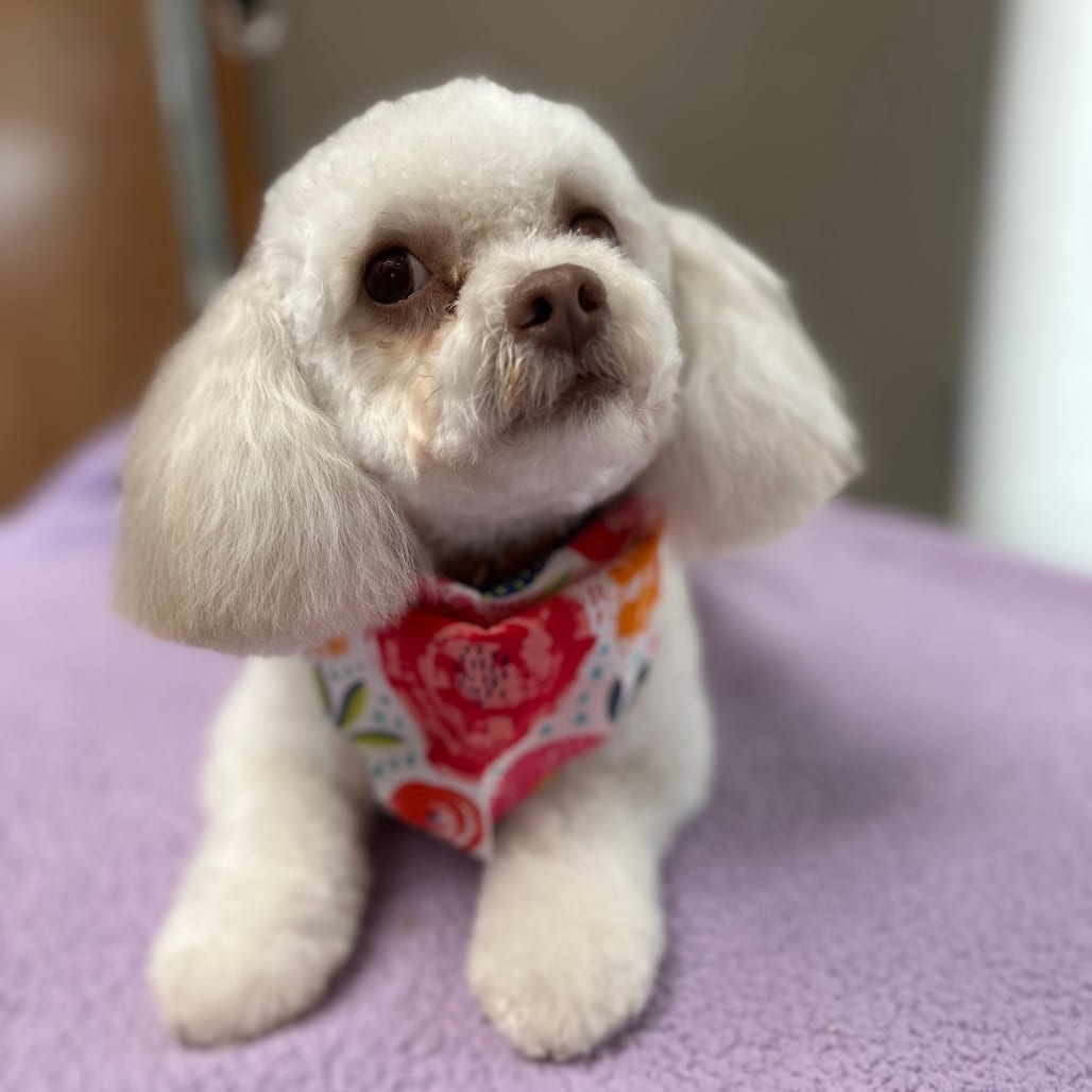 Photo of Endora, adoptable Japanese Chin / Poodle, Miniature in Decatur, Illinois