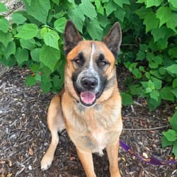 Photo of Dakota JuM, adoptable Akita Anatolian Shepherd in Hartford, Connecticut
