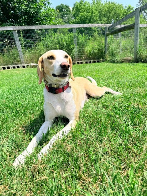 Photo of Timothy, adoptable Foxhound in Hudson, New York