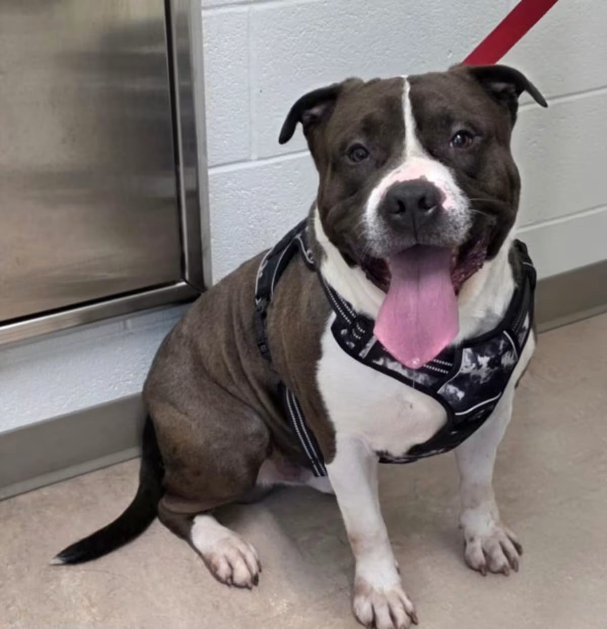 Photo of Cairo, adoptable American Pit Bull Terrier in Derwood, Maryland