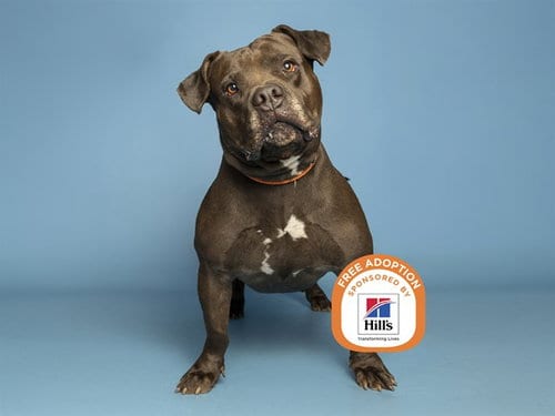Photo of Puma, adoptable American Pit Bull Terrier in Phoenix, Arizona