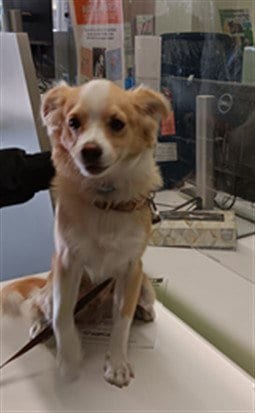 Photo of Noodle, adoptable Chihuahua in Los Angeles, California