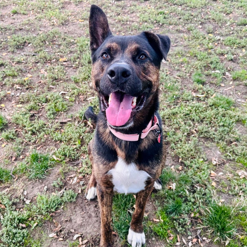 Photo of Kane, adoptable Mixed Breed (Large) in Medford, Oregon