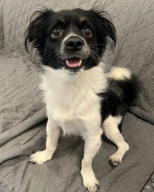 Photo of Sprout, adoptable Chihuahua in Muskegon, Michigan