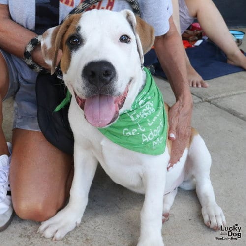 Photo of TJ, adoptable Labrador Retriever in Washington, District of Columbia
