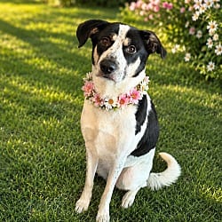 Photo of Em, adoptable Labrador Retriever Australian Shepherd in Phoenix, Arizona