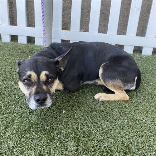 Photo of Lucy, adoptable Staffordshire Bull Terrier in Modesto, California