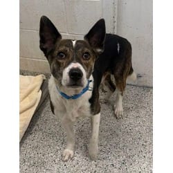 Photo of Binx, adoptable Mixed Breed (Medium) in Kansas City, Missouri