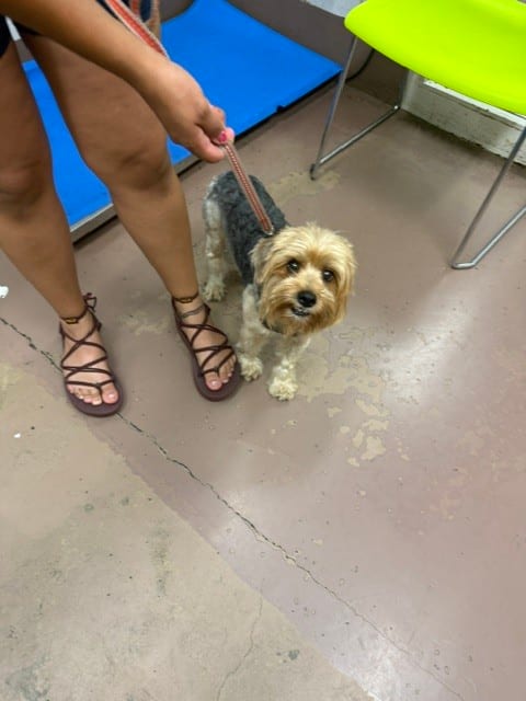 Photo of Papa, adoptable Yorkshire Terrier in Chicago, Illinois