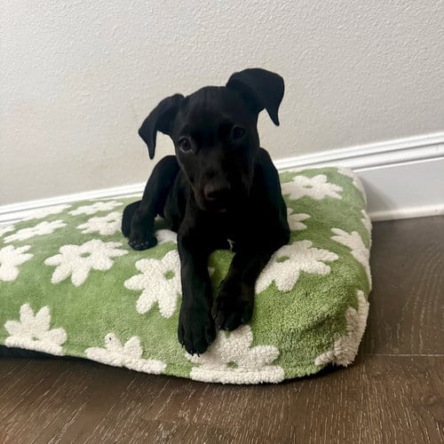 Photo of Viviane, adoptable Labrador Retriever in San Juan Capistrano, California