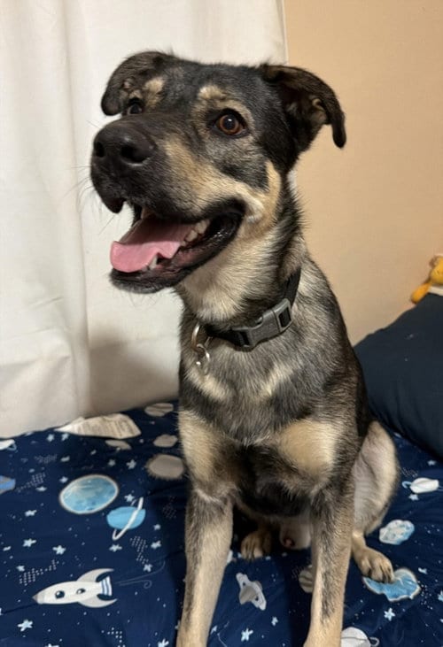 Photo of Luffy, adoptable Shepherd in Miami, Florida
