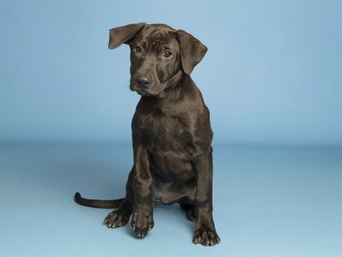 Photo of Rainey, adoptable Labrador Retriever in Phoenix, Arizona