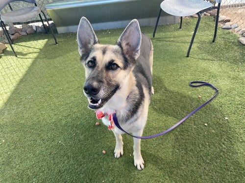 Photo of Minnie, adoptable German Shepherd Dog in Phoenix, Arizona