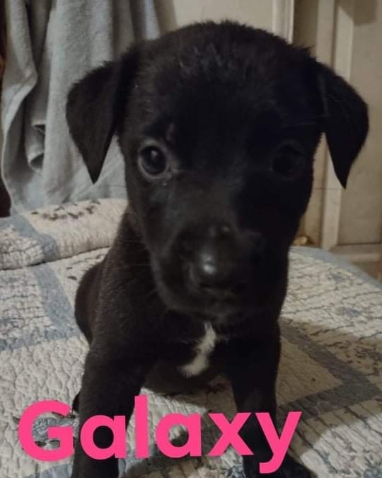 Photo of Galaxy, adoptable American Pit Bull Terrier in Kempner, Texas