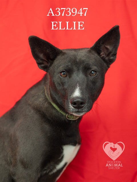 Photo of Ellie, adoptable Border Collie in Stockton, California
