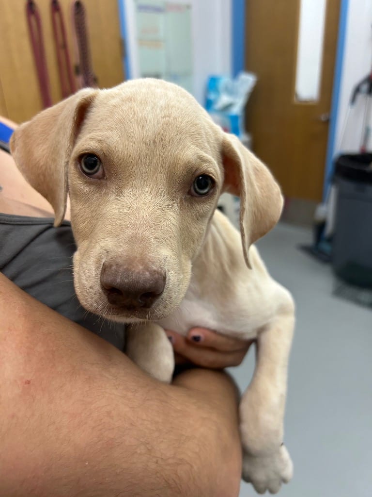 Photo of Kendra (Kx5), adoptable Shepherd in Hartsville, South Carolina
