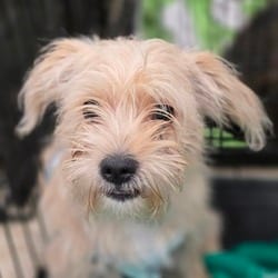 Photo of Buckwheat PF, adoptable Fox Terrier (Wirehaired) in Richfield, Minnesota