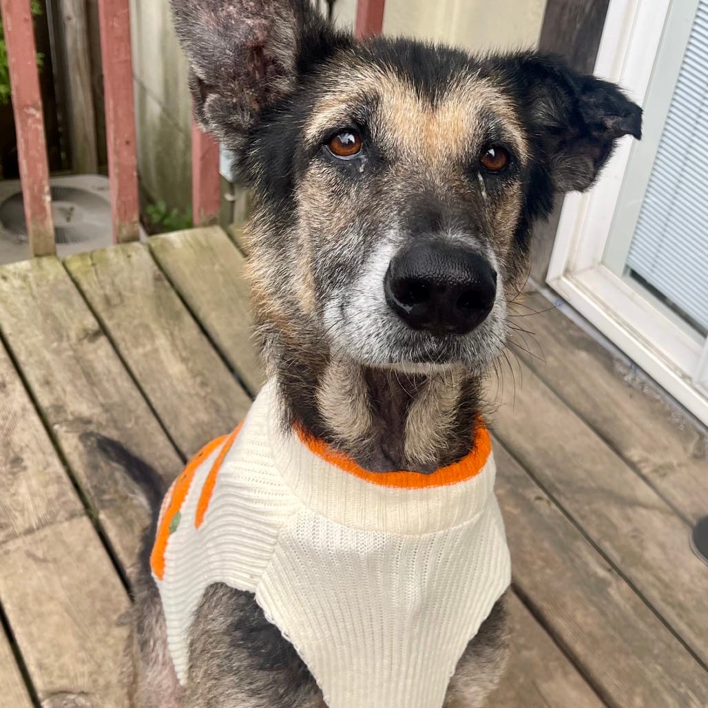 Photo of Harold, adoptable Mixed Breed (Large) in Buffalo, Minnesota