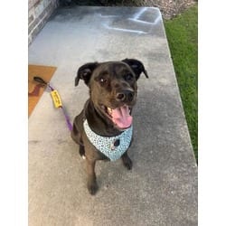 Photo of Boom Boom, adoptable Labrador Retriever in Baton Rouge, Louisiana