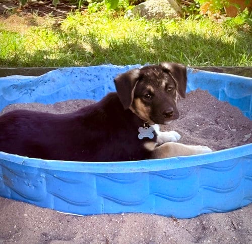 Photo of Bobby, adoptable Shepherd in Hillside, Illinois