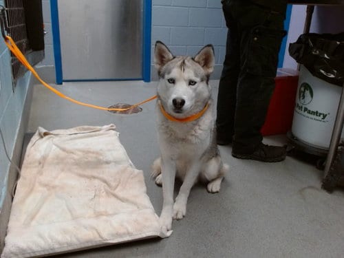Photo of Crunch Wrap, adoptable Husky in Albuquerque, New Mexico