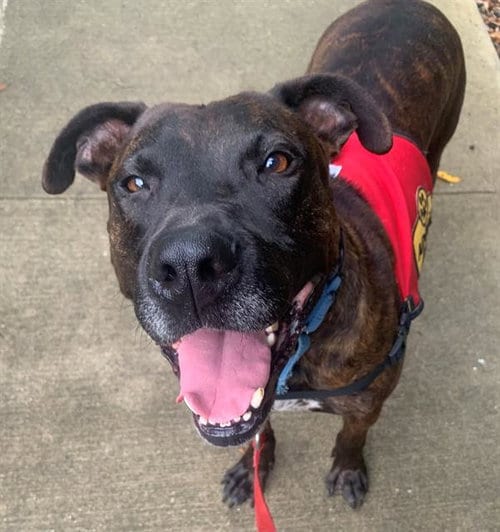 Photo of Mystery, adoptable American Staffordshire Terrier in Tallahassee, Florida