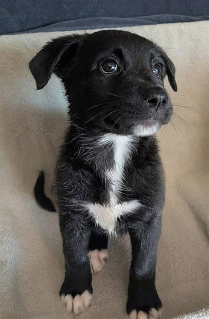 Photo of Toes, adoptable Belgian Shepherd Malinois in Sacramento, California