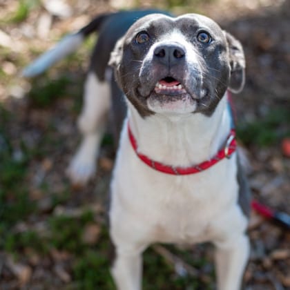 Photo of Avila - IN FOSTER, adoptable dog in Chamblee, Georgia