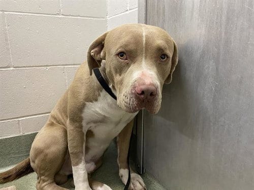 Photo of Kiki, adoptable American Pit Bull Terrier in Albuquerque, New Mexico