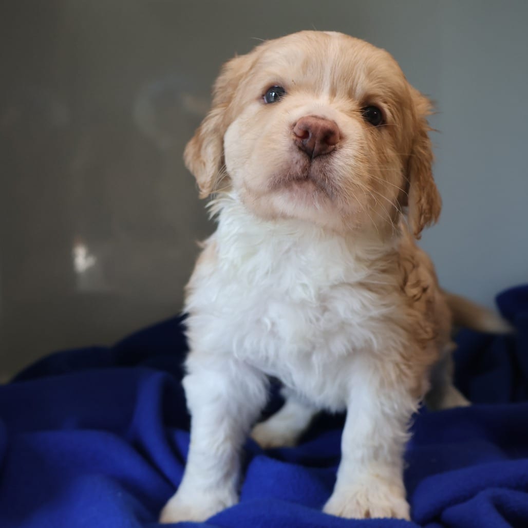 Photo of Dak, adoptable Mixed Breed (Medium) in St. Charles, Missouri