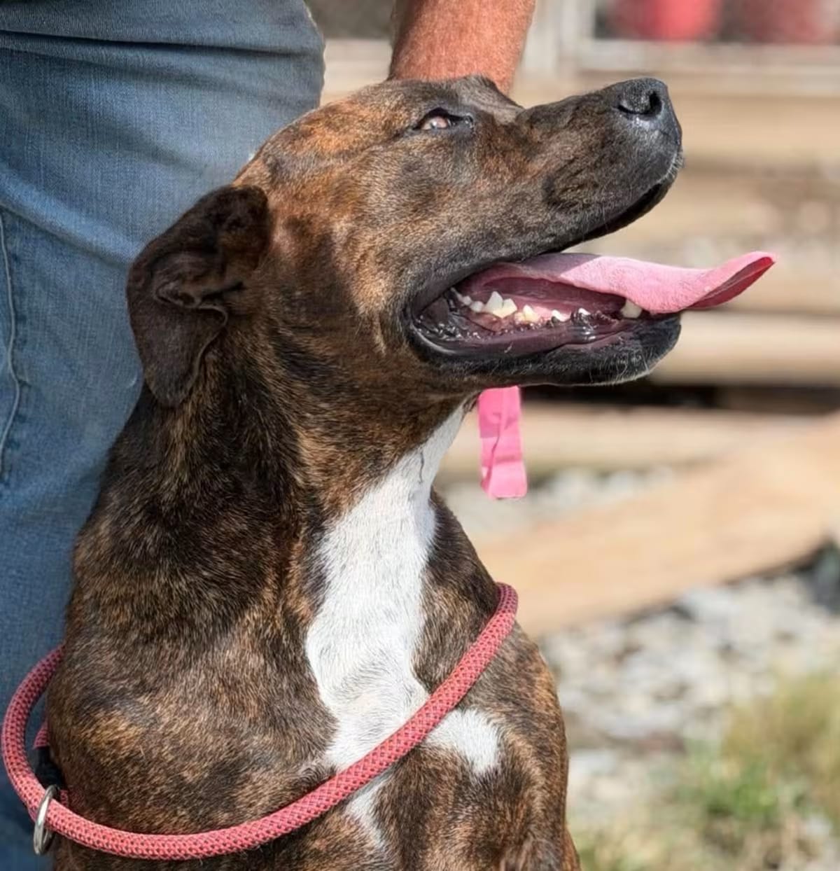 Photo of Meadow, adoptable Mixed Breed (Medium)/Terrier (Unknown Type, Medium) in Frederick, Maryland