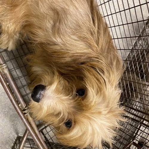 Photo of A614797, adoptable Yorkshire Terrier Yorkie in Modesto, California