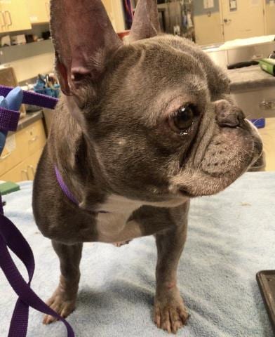 Photo of Leeann, adoptable French Bulldog in Riverside, California