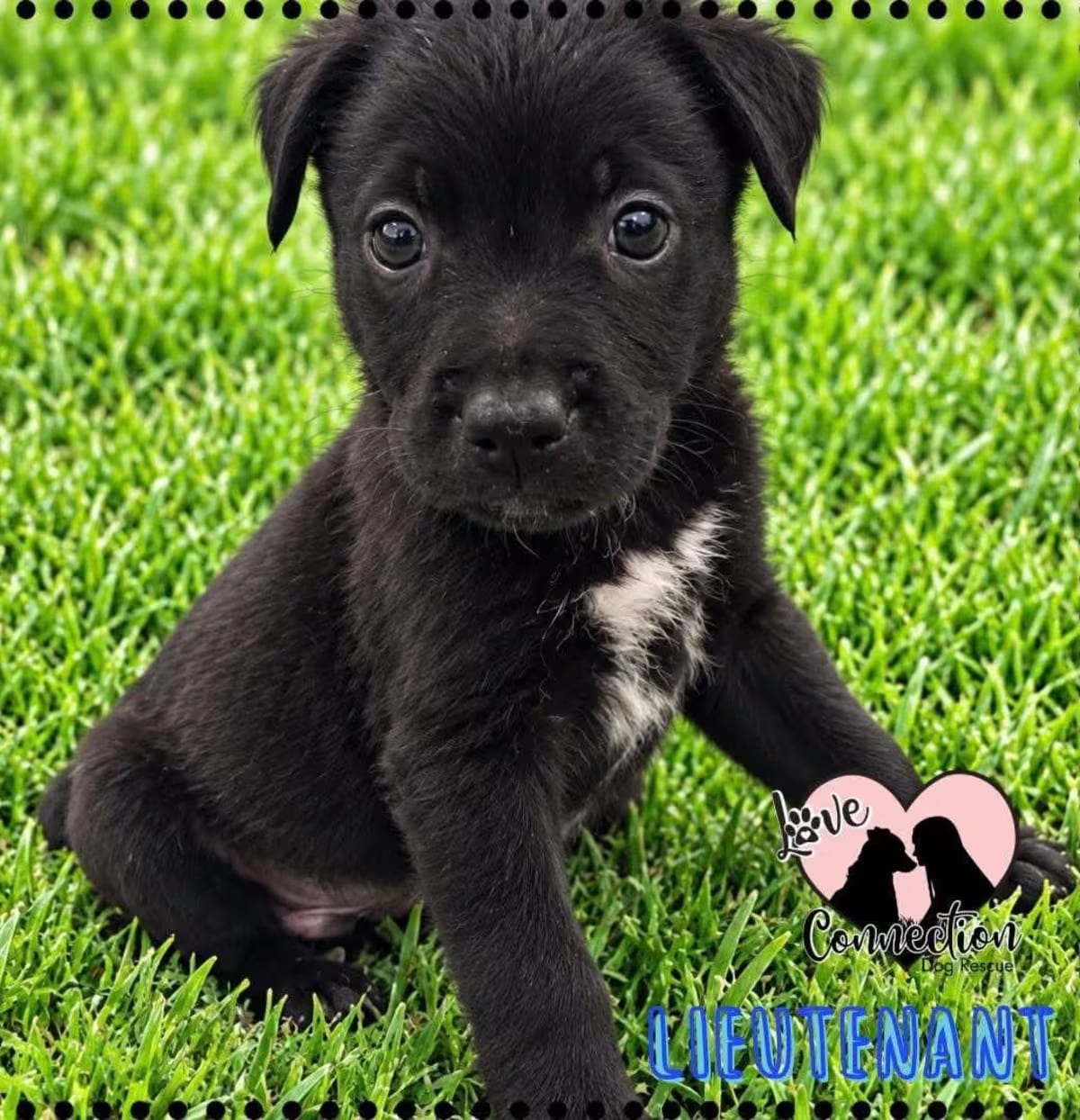 Photo of Lieutenant, adoptable Australian Shepherd/Border Collie in Gilbert, Arizona