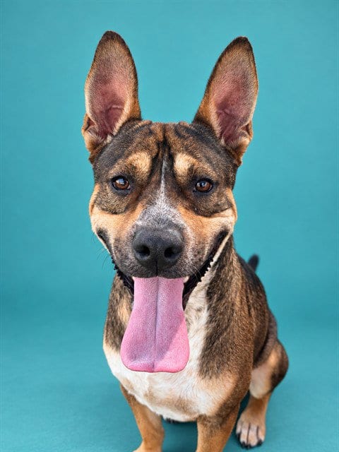 Photo of Jax, adoptable American Staffordshire Terrier in Pearland, Texas