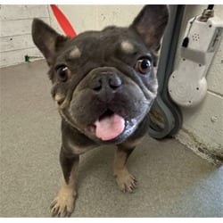 Photo of Jared, adoptable French Bulldog in San Bernardino, California