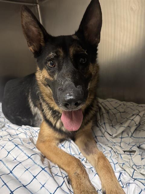 Photo of Clark, adoptable German Shepherd Dog in Riverside, California